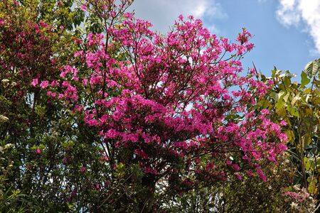 Blooming pink tree on a background of blue skyの写真素材