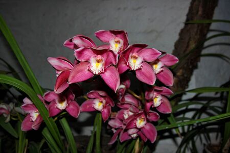 Beautiful burgundy orchid flowers close-up. Phalaenopsisの写真素材