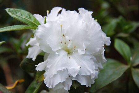Beautiful white flower close-up in the gardenの写真素材