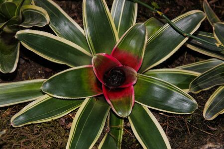 Beautiful tropical flower close-up. Bromeliadの写真素材