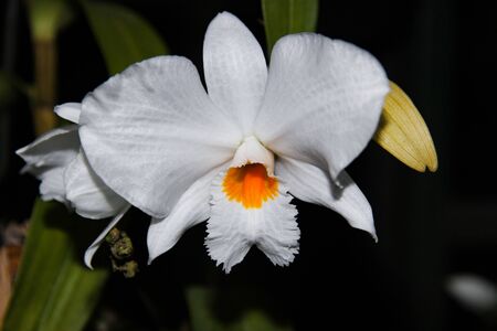 Beautiful white phalaenopsis flower close-up on a dark backgroundの写真素材