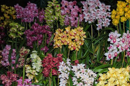 Colorful phalaenopsis flowers in a greenhouseの写真素材