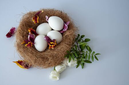 Eggs in a nest on a blue background.White flowers.Copy space for textの写真素材