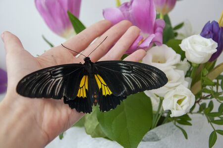Big beautiful butterfly troides rhadamantus in the palm of your hand. Nature protection concept.の写真素材