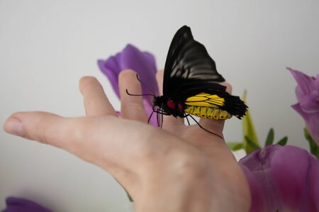 Big beautiful butterfly troides rhadamantus in the palm of your hand. Nature protection concept.の写真素材