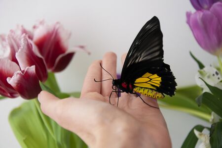 Big beautiful butterfly troides rhadamantus in the palm of your hand. Nature protection concept.の写真素材