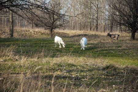 Goats graze in the spring on the field. Two white goats and one dark goat graze.の写真素材