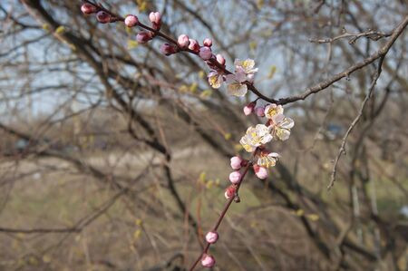 Beautiful flowering spring tree. Branches of a blossoming apricot. Beautiful floral spring abstract background of nature.の写真素材