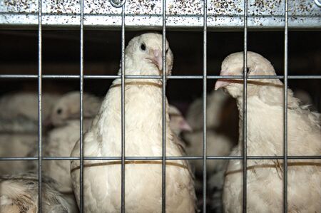 White quail in a cage close-up. Quail Farm.の写真素材