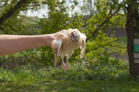 Beautiful quail in a human hand on summer natureの写真素材
