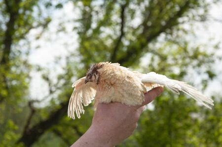 Beautiful quail in a human hand on summer nature