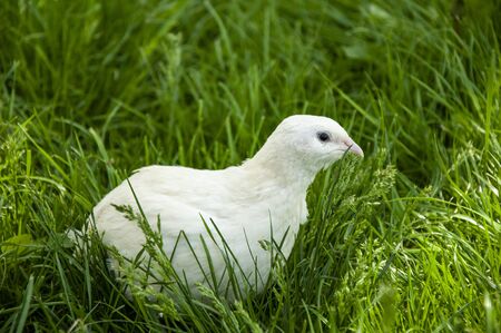 Beautiful quail bird on green grassの写真素材