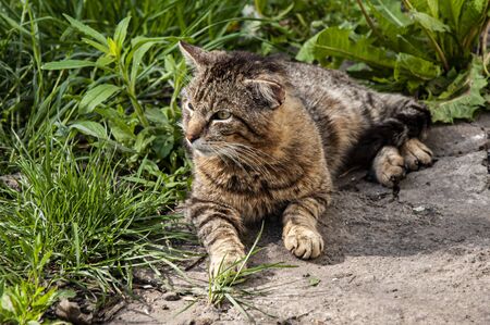 The cat is resting on the green grass in the summer afternoonの写真素材
