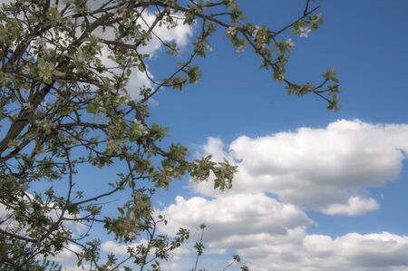 Beautiful sky with clouds and branches of a blossoming tree in spring. Beautiful natural background.の写真素材