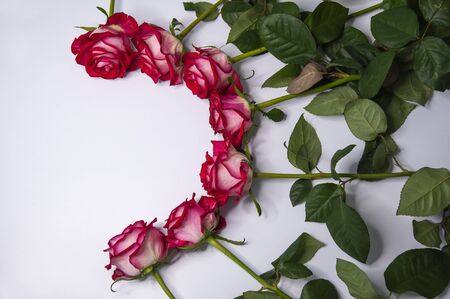 Beautiful red roses in the shape of a semicircle on a light background. Copy space for textの写真素材