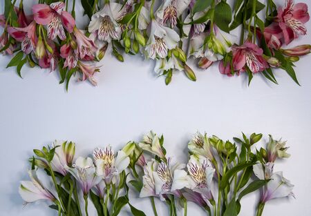 Alstroemeria flowers on a white background with copy spaceの写真素材