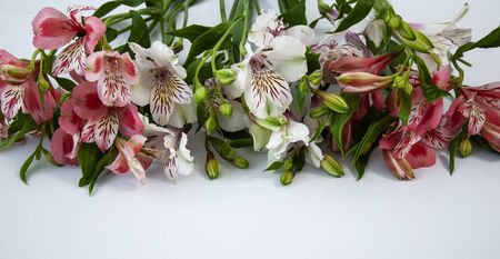 Alstroemeria flowers on a white background with copy spaceの写真素材