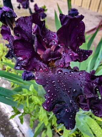 Beautiful purple lilac iris with dew drops closeupの写真素材