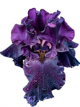Beautiful purple lilac iris flower close-up on a white background. Isolateの写真素材