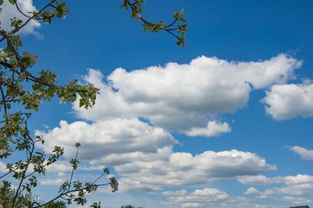 Branches of a blossoming tree in spring at noon on a background of blue sky and white cloudsの写真素材