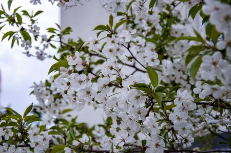 Beautiful flowering trees. Flowers on fruit trees everlasting.の写真素材