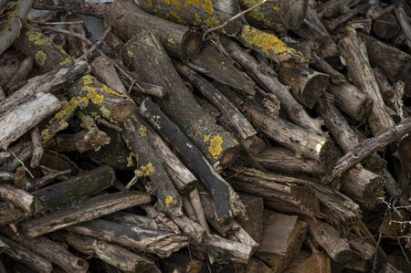Wooden branches and sticks. Firewoodの写真素材