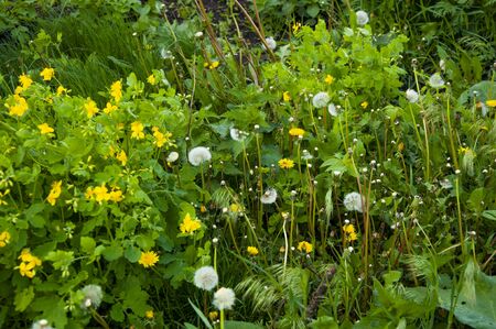 White fluffy dandelion in green grass and yellow dandelionsの写真素材