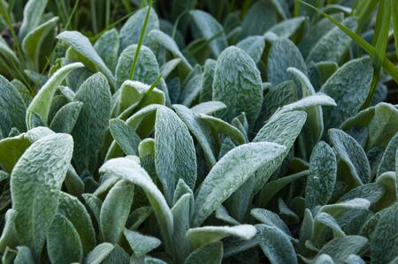 Green fluffy plant. Soft green leavesの写真素材