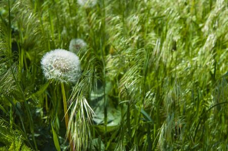White fluffy dandelion in tall green grass on a sunny dayの写真素材