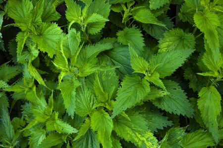 Bright green leaves of nettle. Nettle bush close-upの写真素材