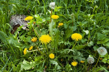 Beautiful yellow dandelions in spring green grassの写真素材
