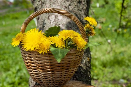 Beautiful yellow dandelions in a basket on the natureの写真素材
