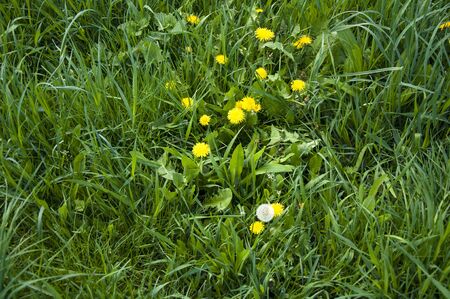 White fluffy dandelion in green grass and yellow dandelionsの写真素材