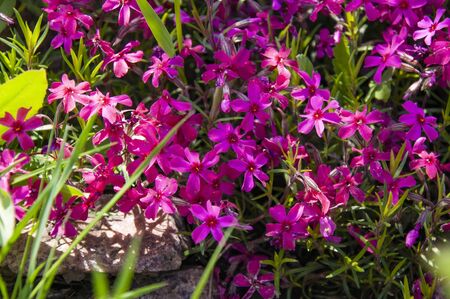 Beautiful small pink purple flowers close-upの写真素材