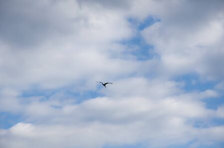 Birds fly against the blue sky and white clouds. Beautiful natural background.の写真素材
