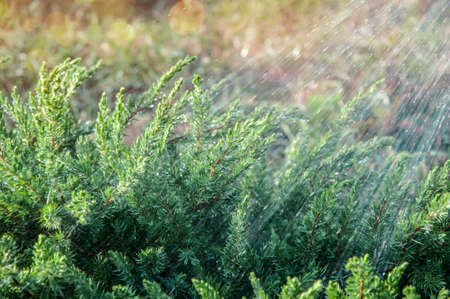 Juniper bush branch on a sunny day in the rain