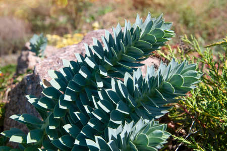 Beautiful plant with green leaves with symmetrical geometric pattern. Echeveriaの写真素材