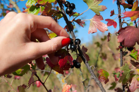 A woman's hand picks a currant berry from a bushの写真素材