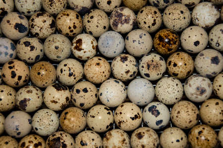 Quail eggs. Quail eggs textureの写真素材