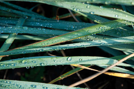 Fresh beautiful water drops on long green leaves close upの写真素材