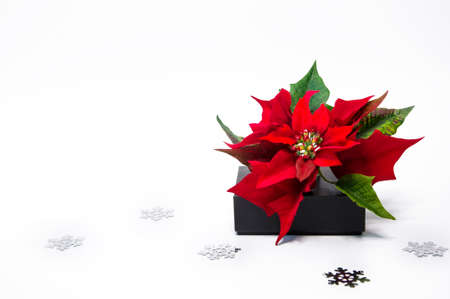 Christmas decorations poinsettia and gift boxes on white backgroundの写真素材