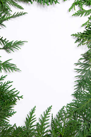 Thuja frame on white backgroundの写真素材