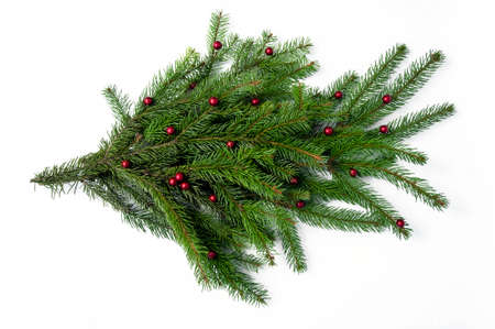Branch of a natural Christmas tree with red balls of berriesの写真素材