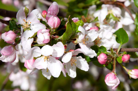 Blooming fruit tree. Pink Cherry Blossom flower on a warm spring dayの写真素材