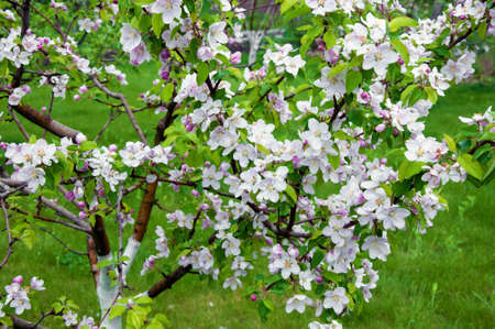 Blooming fruit tree. Pink Cherry Blossom flower on a warm spring dayの写真素材
