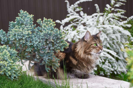 Black tabby Maine Coon cat relaxing on green grass in park. Pets walking outdoor adventure. cat close upの写真素材