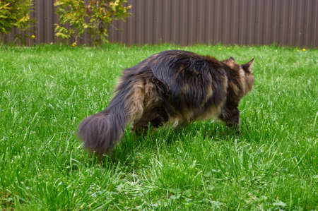 Black tabby Maine Coon cat relaxing on green grass in park. Pets walking outdoor adventure. cat close upの写真素材