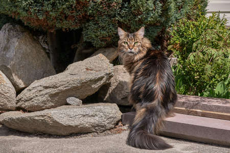 Black tabby Maine Coon cat relaxing on green grass in park. Pets walking outdoor adventure. cat close upの写真素材