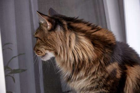 Maine Coon cat looks out the window from the streetの写真素材