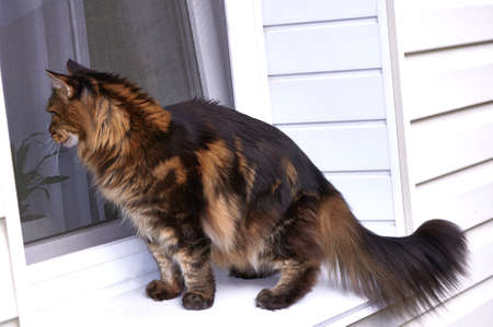Maine Coon cat looks out the window from the streetの写真素材